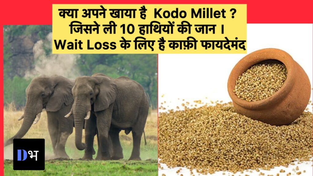 Kodo Millet